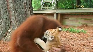 Hairy redhead playing with her kitties outdoors