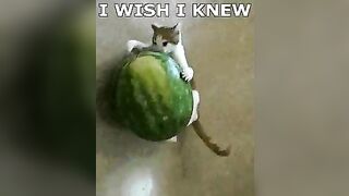 Forbidden fruit - xpost r/funny