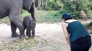 Playing with elephant