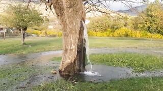 Trees suck at retaining water