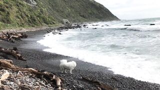 Shall I swim ????‍♀️ or not? Sunny at his local beach ???? in Pukerua Bay New Zealand ????????